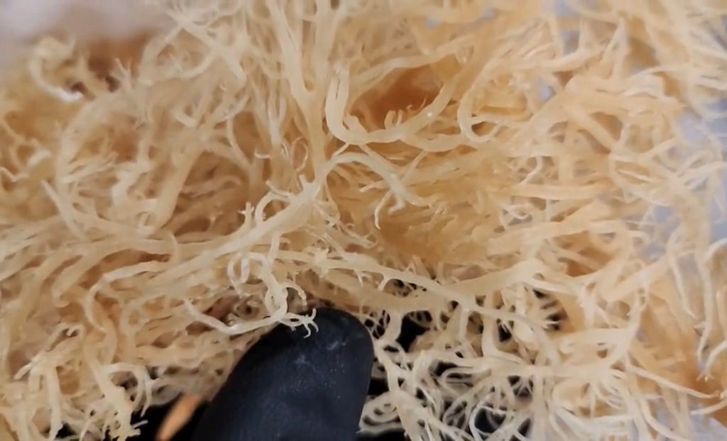 Wildcrafted Organic Sea Moss
