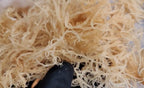 Wildcrafted Organic Sea Moss
