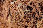 Wildcrafted Organic Sea Moss