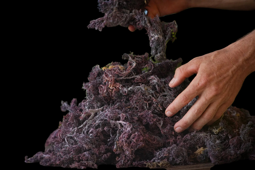Wildcrafted Organic Sea Moss
